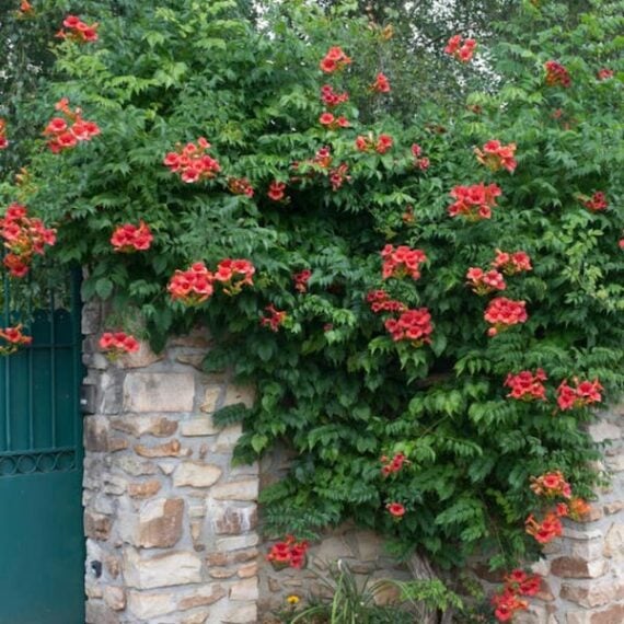Trumpet Vine growing on a stone wall