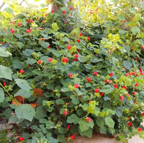 large turks cap plant