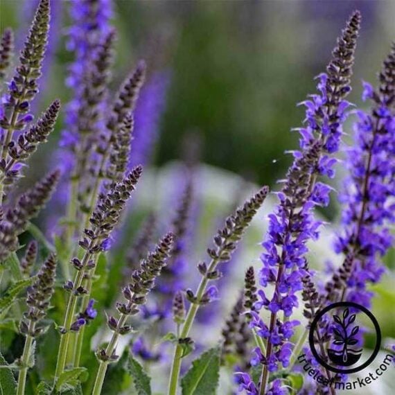 close up of purple Salvia flowers