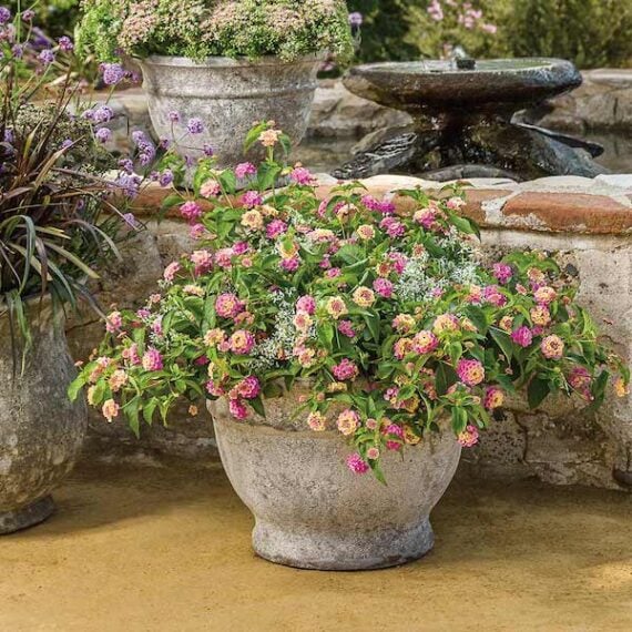pink and yellow lantana growing in a small concrete planter