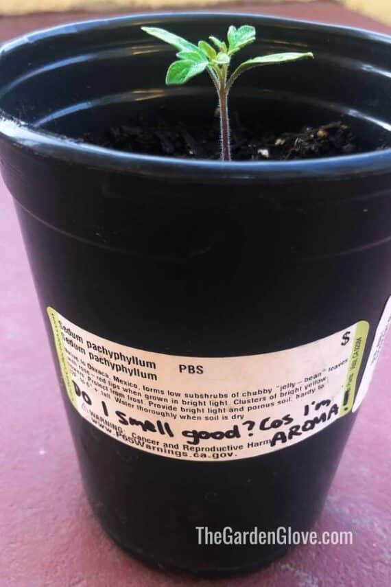 seedling growing in a small black plastic pot