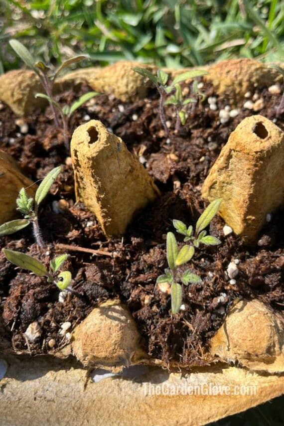 established seedlings grown in an egg box