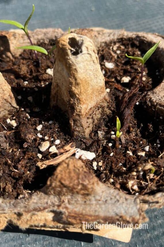 seedlings growing in egg carton cells