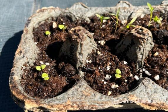 new seedlings grown in an egg box