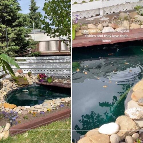 DIY Backyard Pond Ideas to Build in Your Garden • The Garden Glove