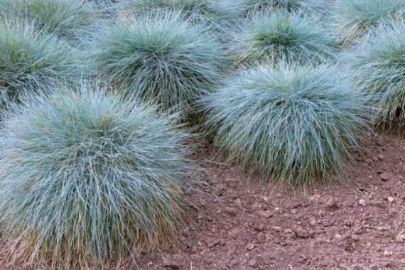 Rounded clumps of soft blue-gray Blue Fescue growing in dry, rocky soil.
