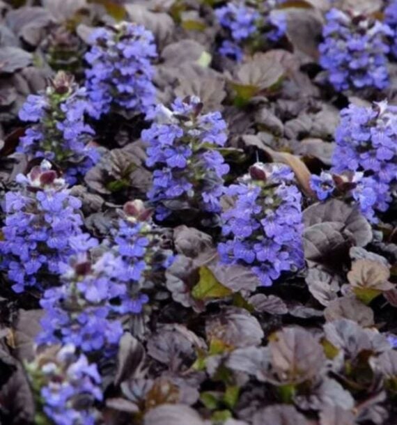 Purple-blue Bugleweed flower spikes blooming above dense dark bronze foliage.