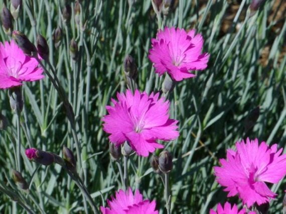 Bright pink Cheddar Pink flowers blooming on slender stems above blue-green foliage.