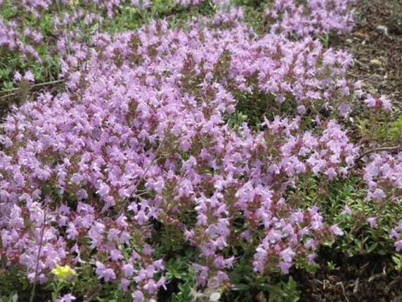 Low-growing Creeping Thyme covered with clusters of pale pink flowers.