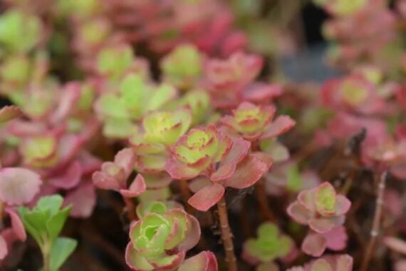 Dragon's Blood Stonecrop with fleshy green leaves edged in deep red.