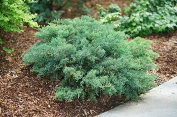 Low-growing evergreen Juniper spreading across a garden bed with dense blue-green foliage.