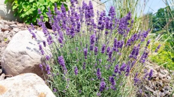 Purple Lavender flower spikes growing beside large rocks in a sunny garden.