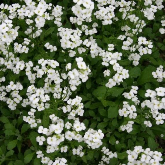 Clusters of white Rock Cress flowers blooming above dense green foliage.