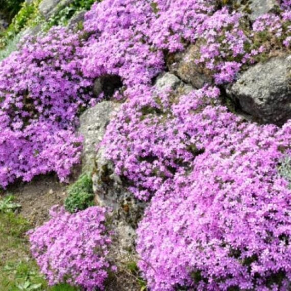 Pink Rock Soapwort flowers cascading over large rocks in full bloom.
