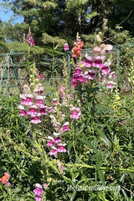 snapdragon flowers of various colors growing in a garden