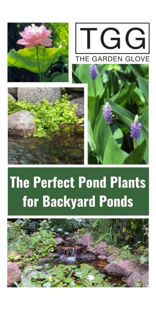 Collage image of backyard plants thriving in ponds