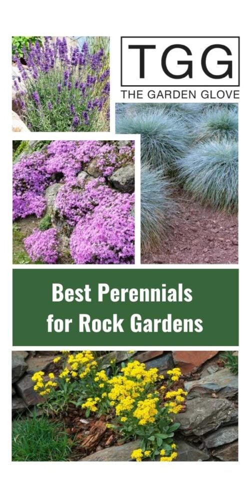 Collage featuring Lavender, Blue Fescue, Rock Soapwort, and Yellow Alyssum growing among rocks with the title "Best Perennials for Rock Gardens."