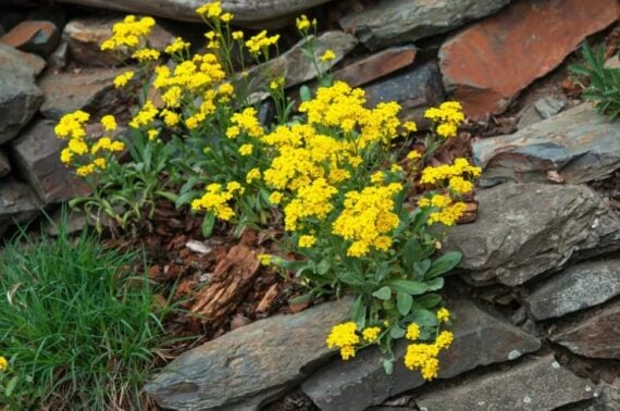 Bright yellow clusters of Yellow Alyssum flowers growing among stacked rocks.