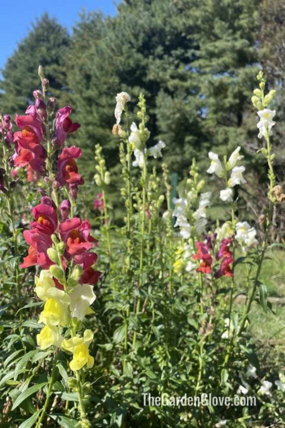 snapdragon flowers in the garden