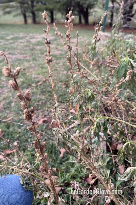 dried snapdragon flower stems in the garden