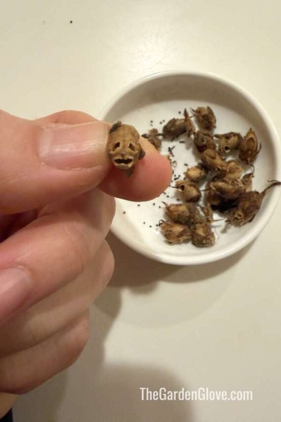 individual snapdragon seed pod with more seed pods on a dish in background