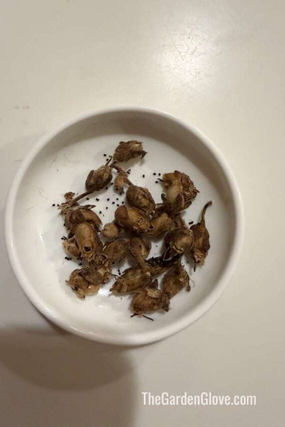 dried snapdragon seed pods in a dish